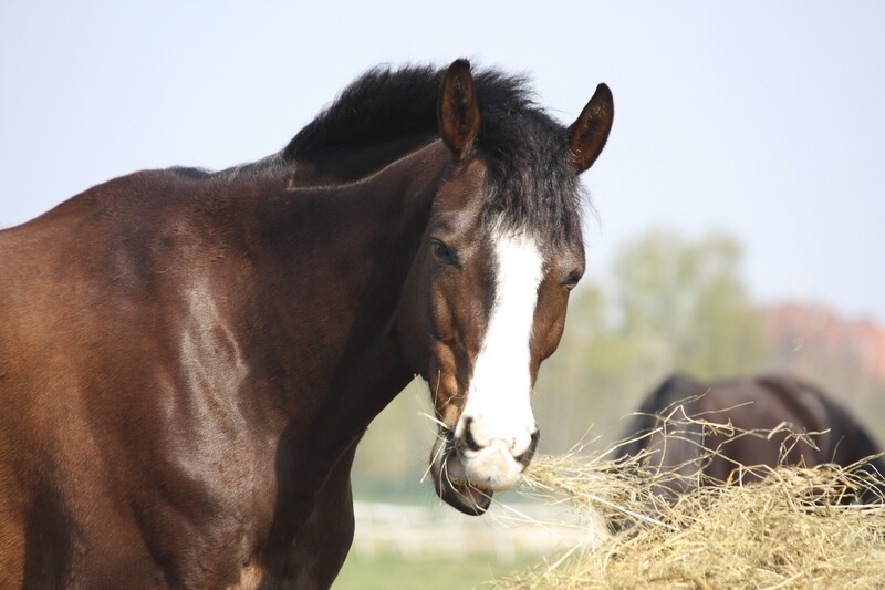 Equi NutriManager (Horse Specific Targets) - Dry NIR (PEQ95)