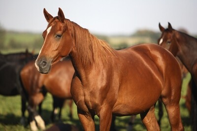 Equine