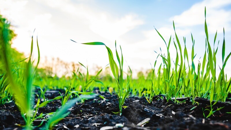 Plant Leaf Tissue Macro &amp; Micronutrients (PUD1W)
