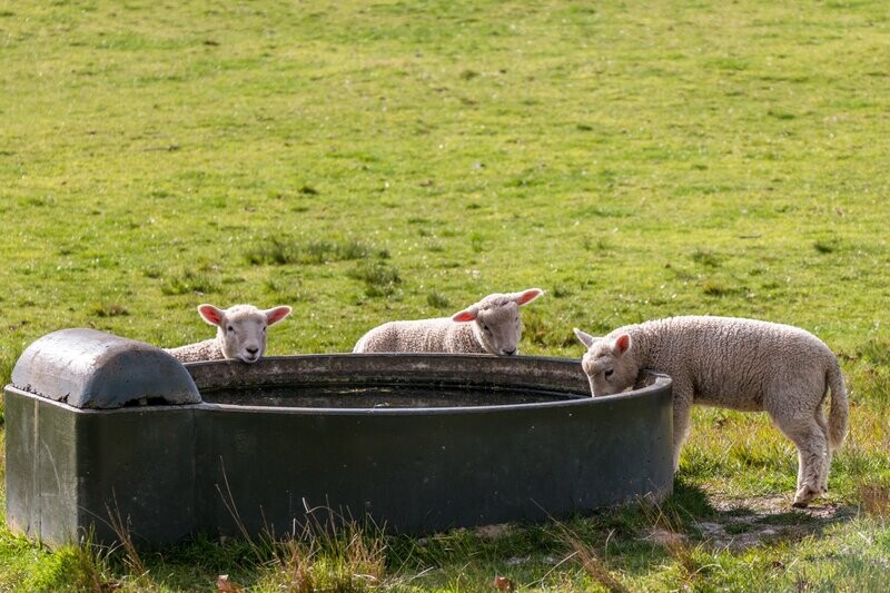 Livestock Drinking Water Scan Analysis (PUD1J)