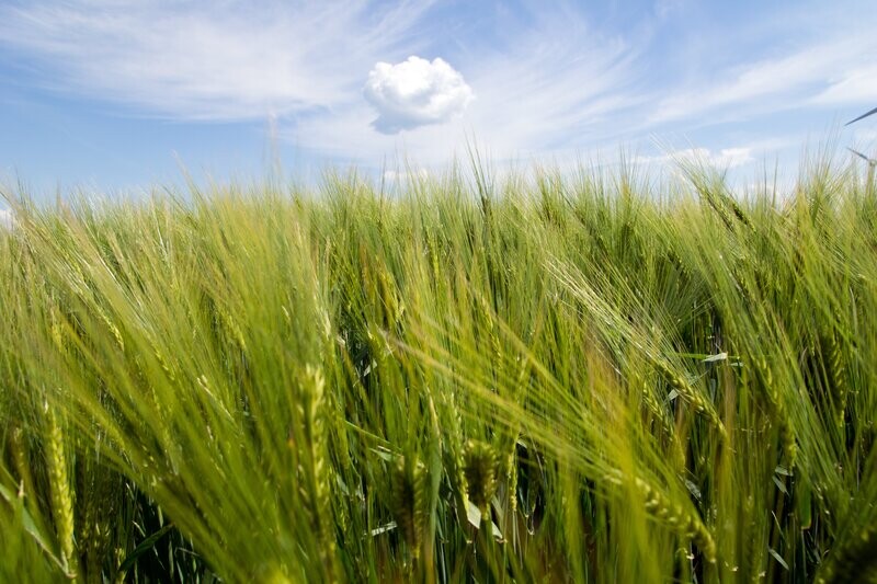 Wholecrop Barley Silage NutriManager - Dry NIR (PEQ28)