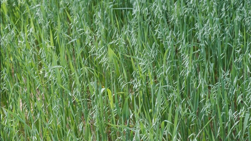 Wholecrop Cereal Silage NutriManager - Dry NIR (PEQ27)