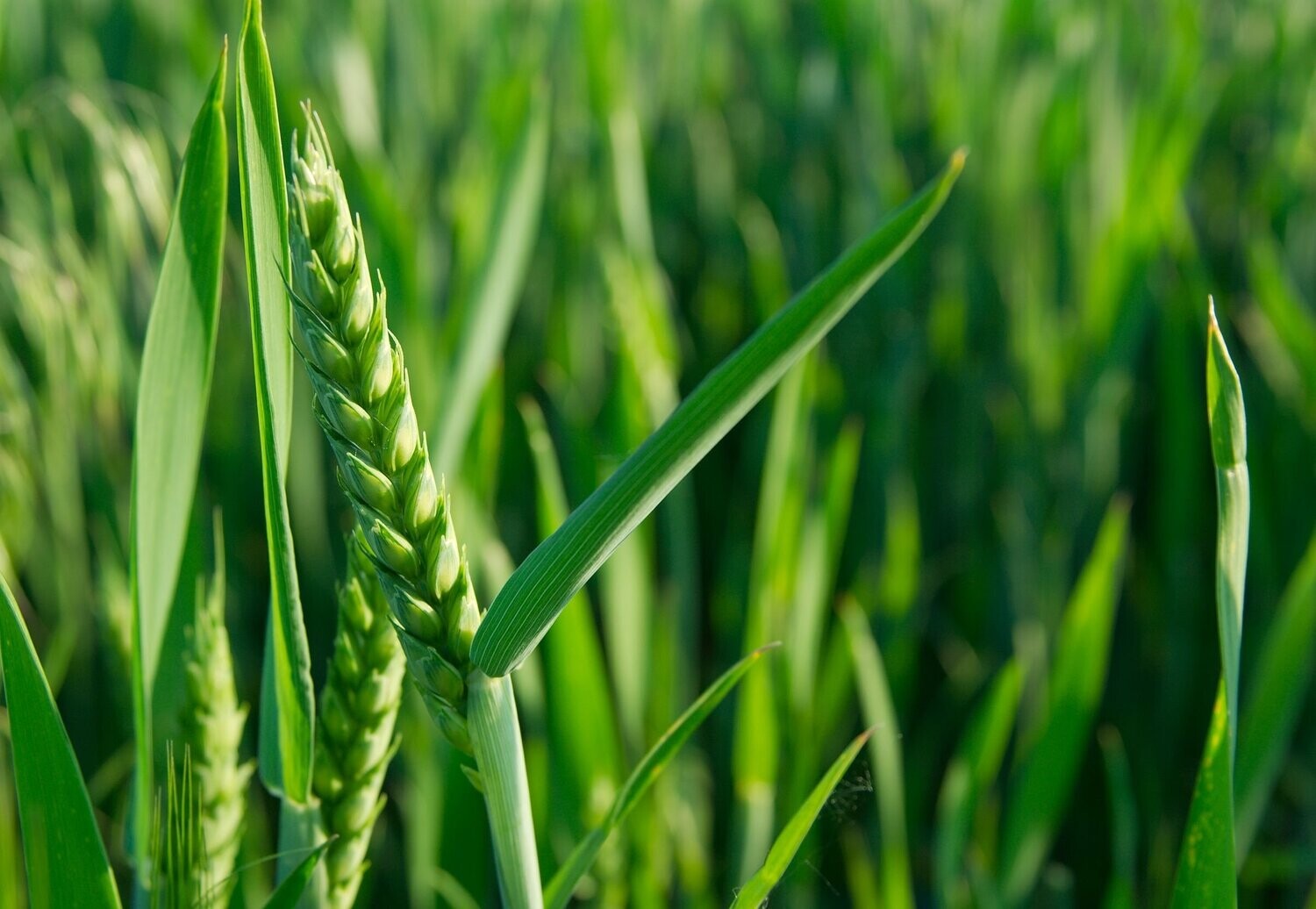 Wholecrop Wheat NutriManager - Dry NIR (PEQ29)