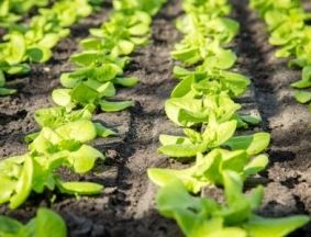 Horti Soil Stock