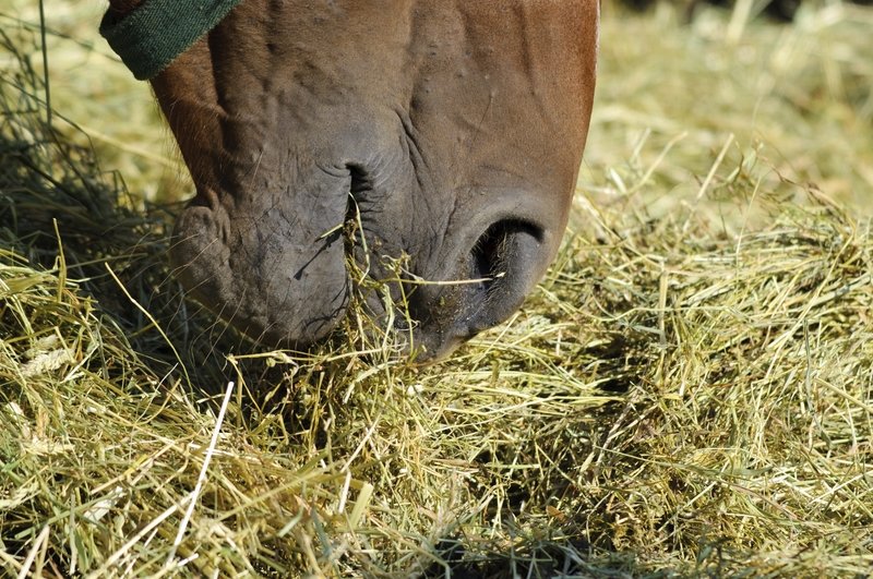 Moulds, Yeasts &amp; Actinomycetes in Haylage / Hay (PUD8D)