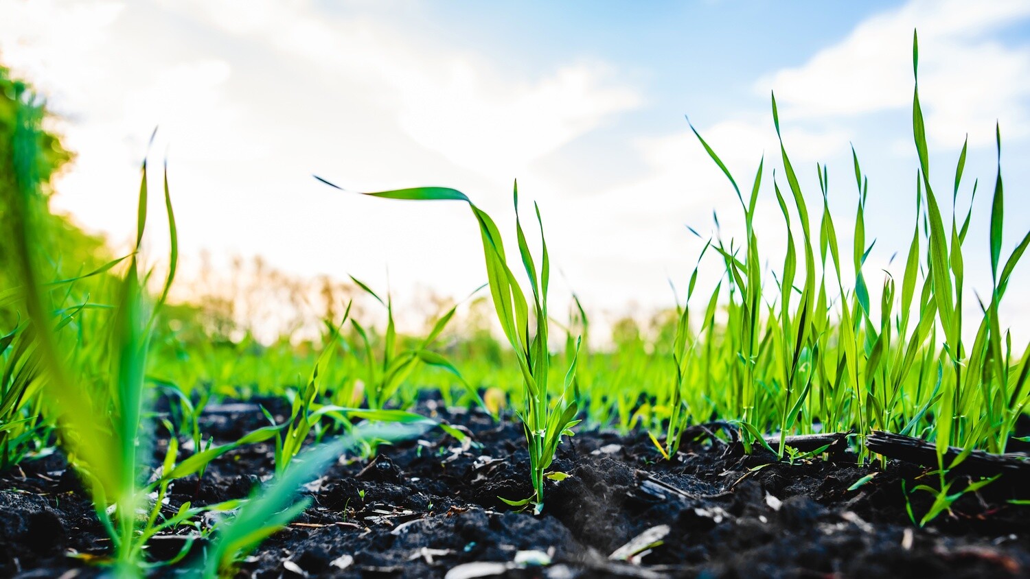 Plant Sap Analysis (PEQPS)