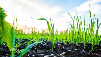 Plant Sap Analysis (PEQPS) Plant Sap Analysis (PEQPS)