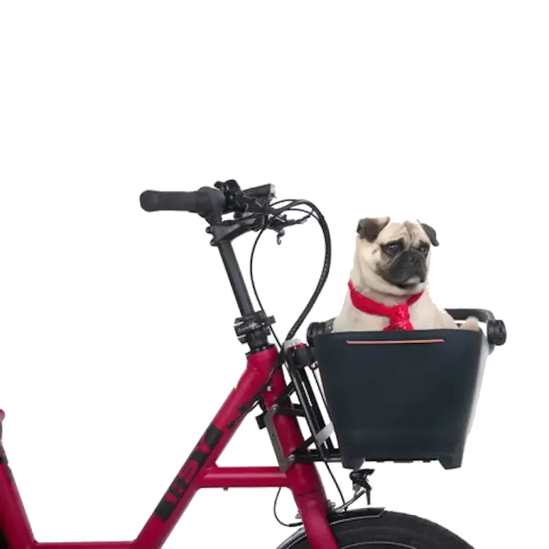 iSY Kinder und Tiertransport