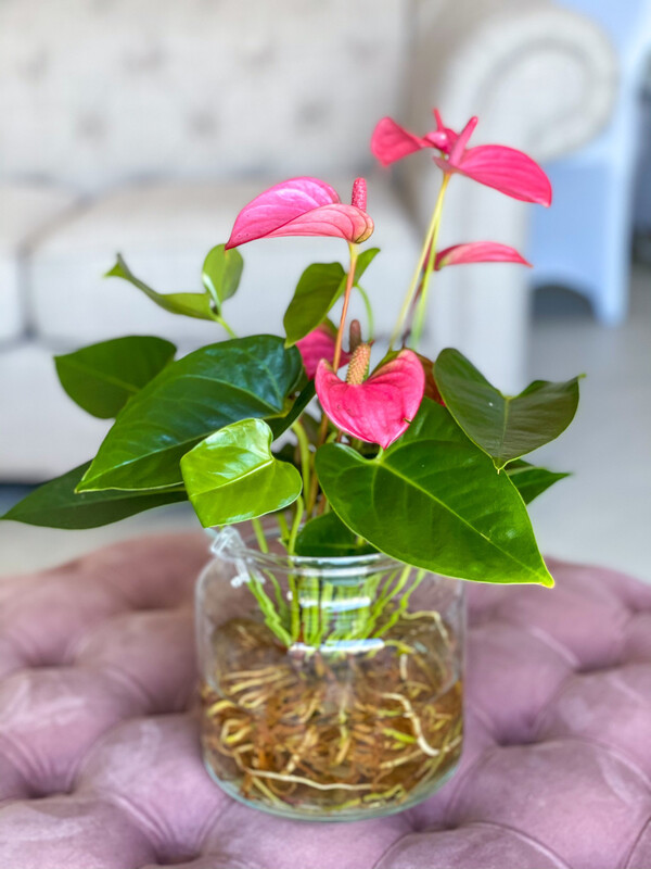 Bare-Rooted Anthurium