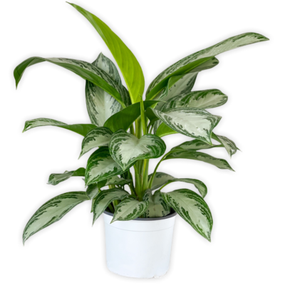 Aglaonema