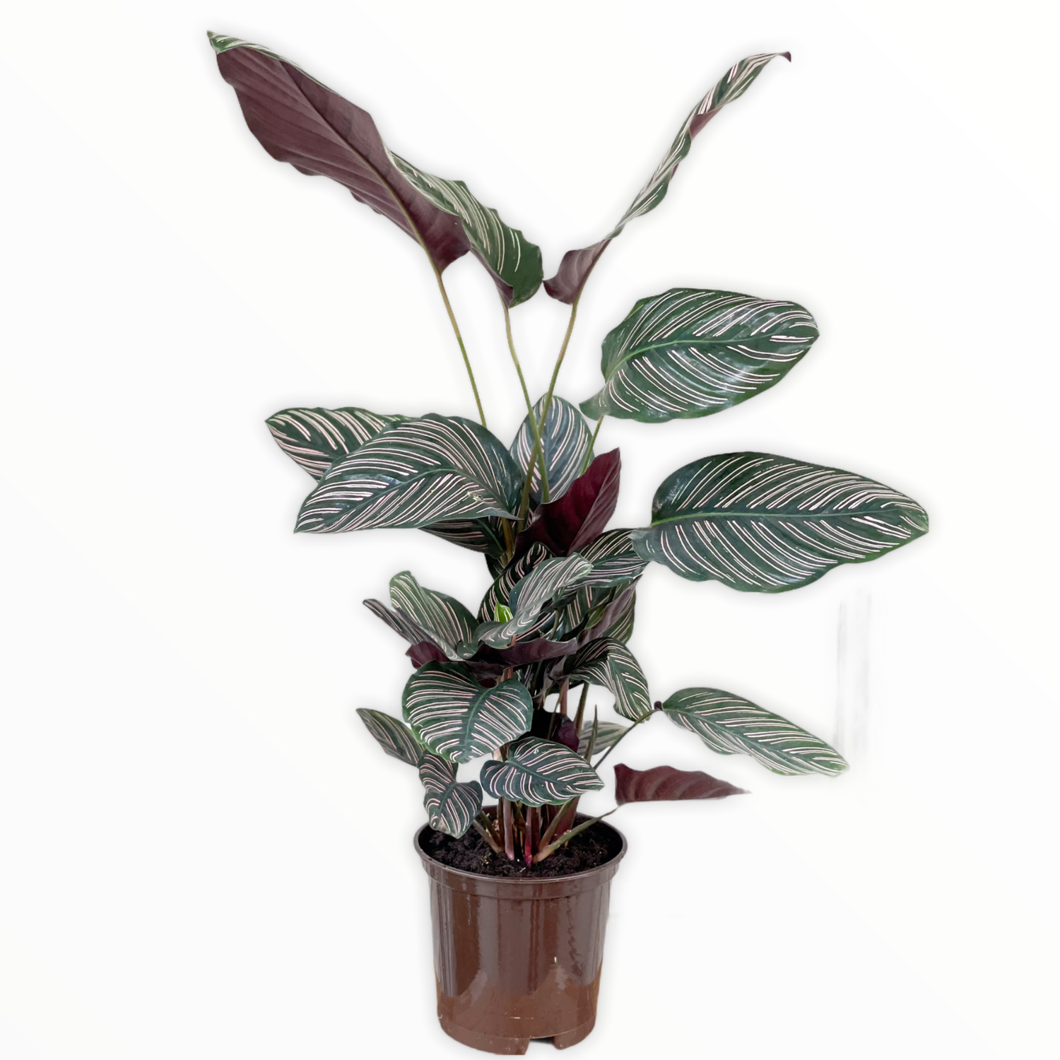 Calathea
