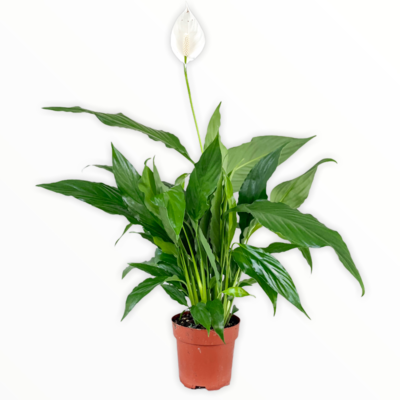 Peace lily