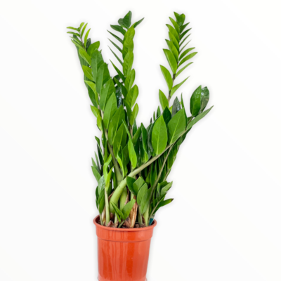 ZZ plant