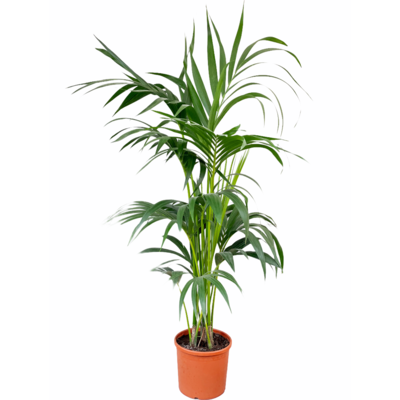Kentia Palm