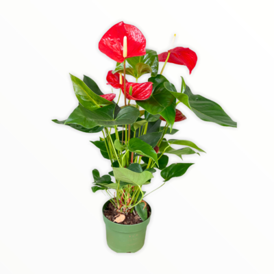 Anthurium