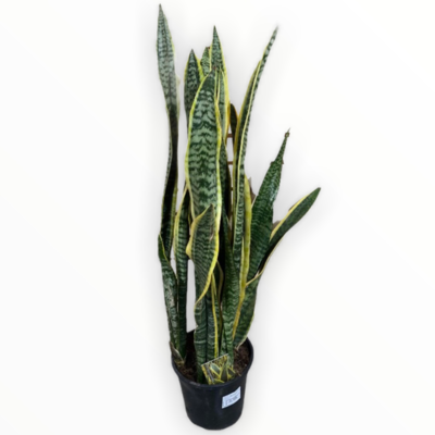 Snake plant