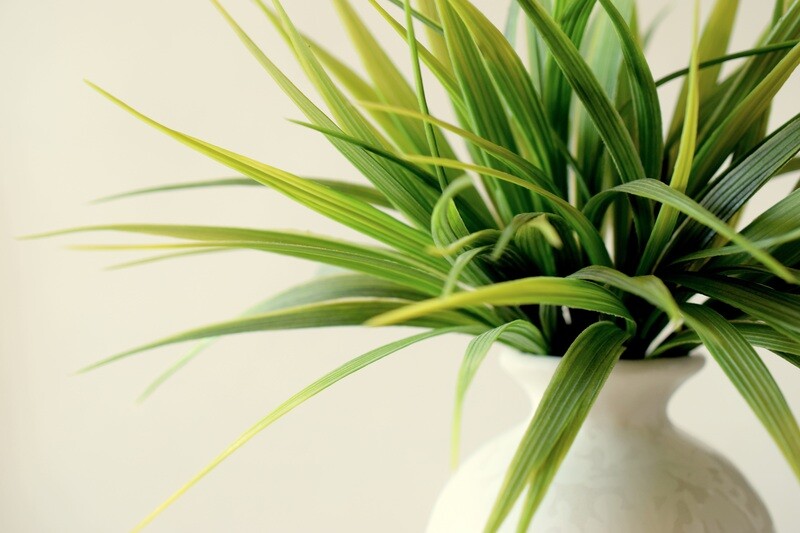 Fresh plants
