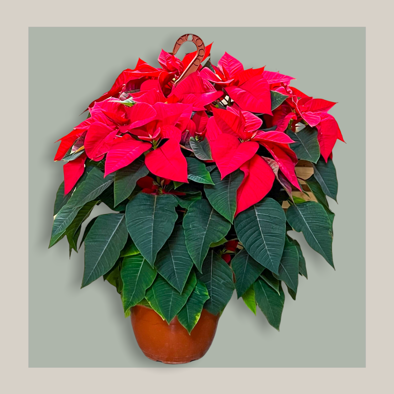 Poinsettia Maxi
