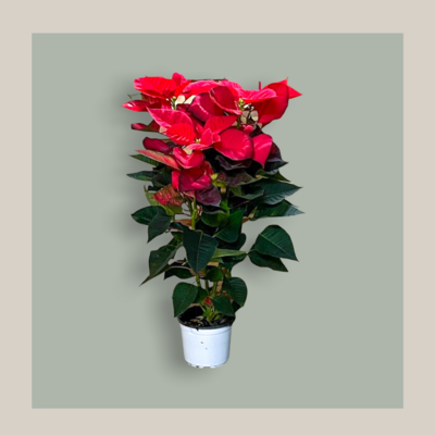 Poinsettia Midi