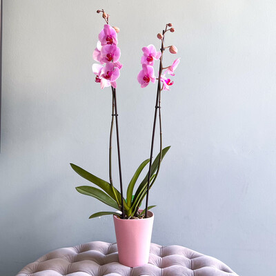 Orchid