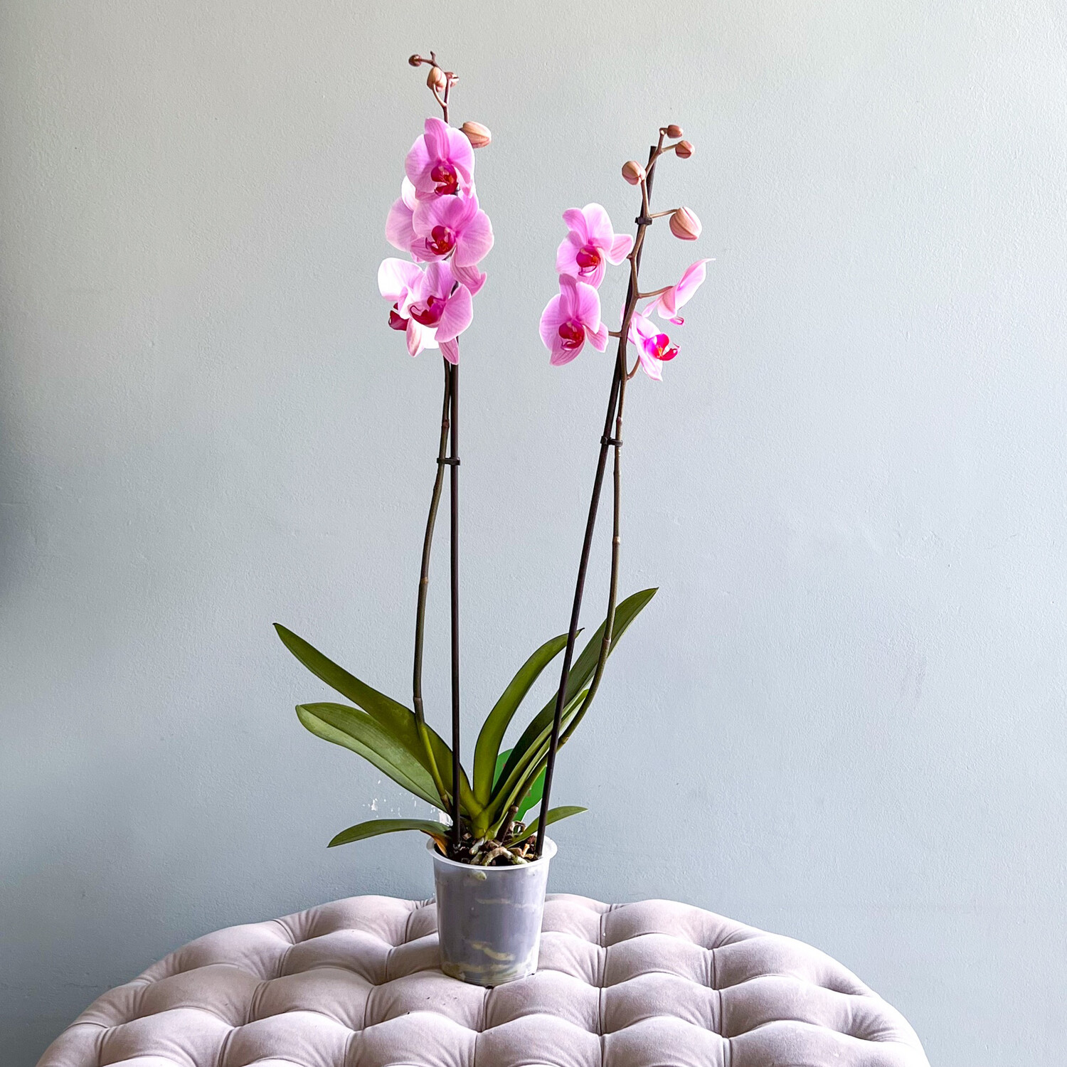Orchid