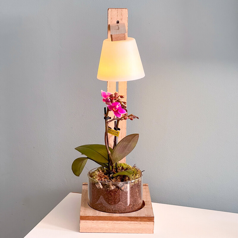 Plant Under The Lamp