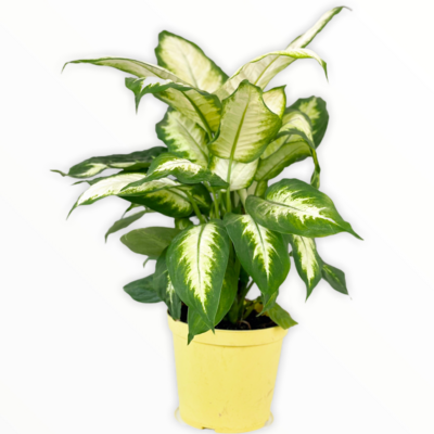 Dieffenbachia