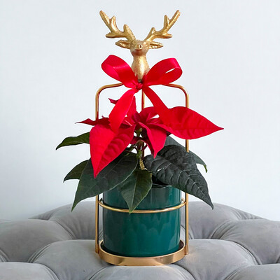 Oh Deer Poinsettia