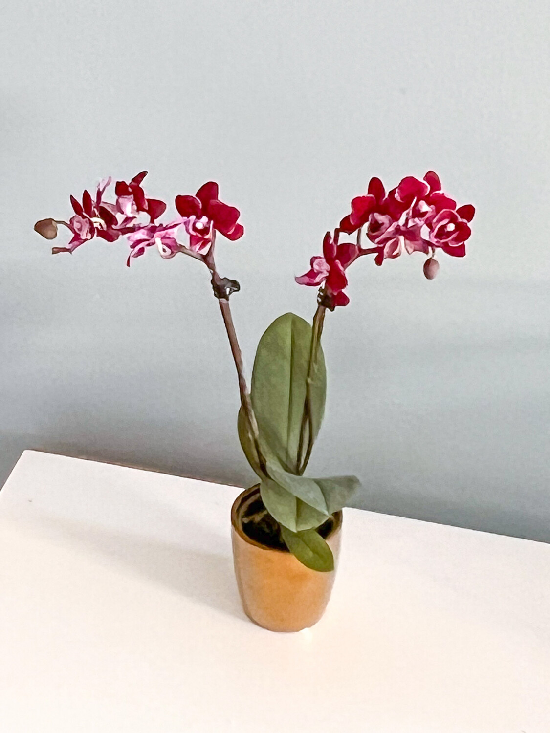 Plant Gift Mini Orchid In Gold Pot