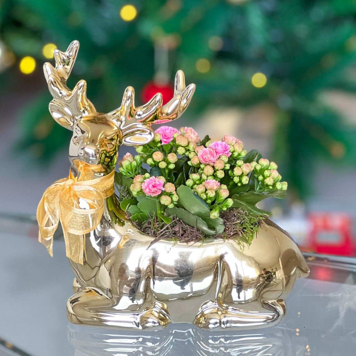 Reindeer Kalanchoe Planter