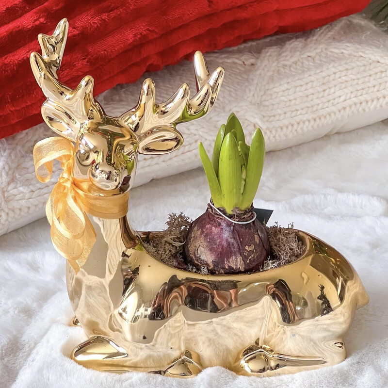 Reindeer Hyacinth Planter