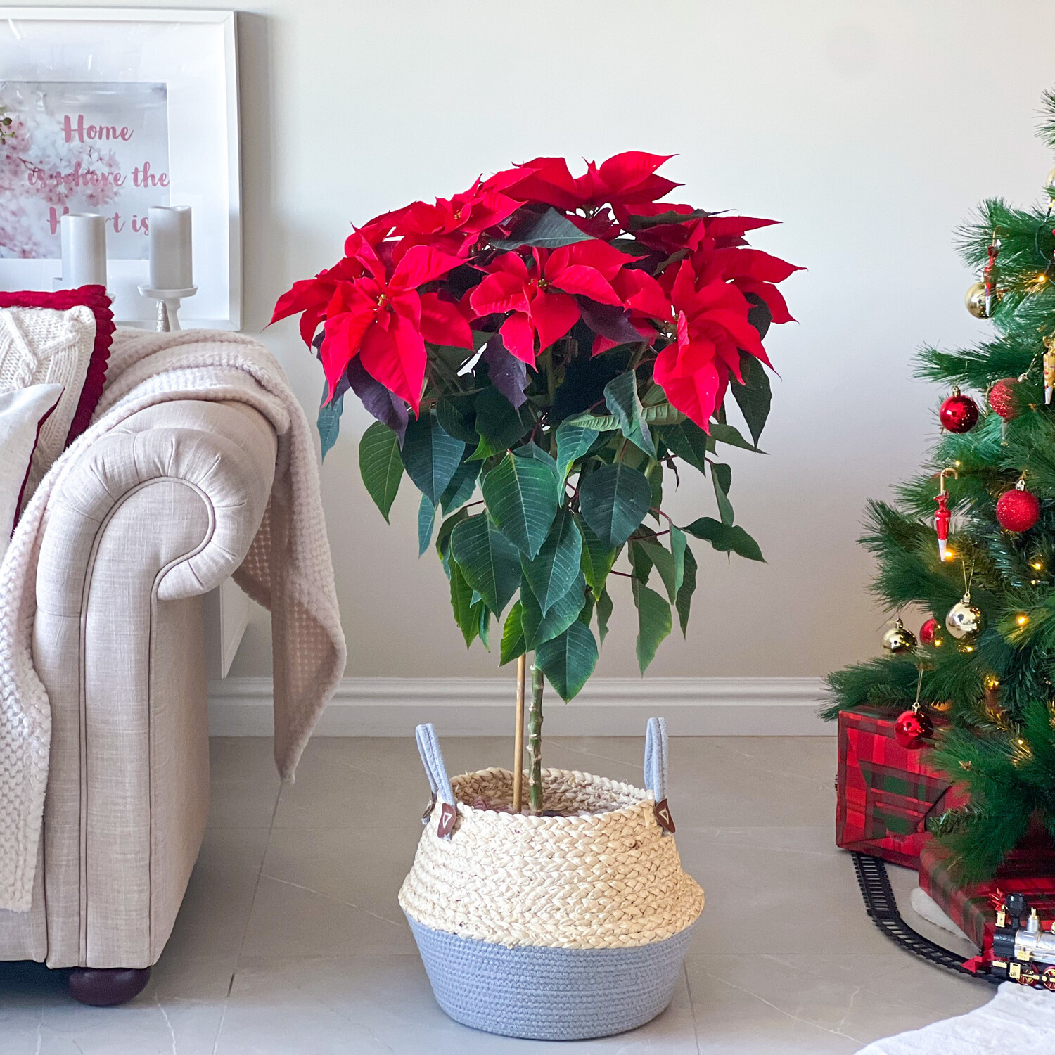 Poinsettia Topiary In Basket