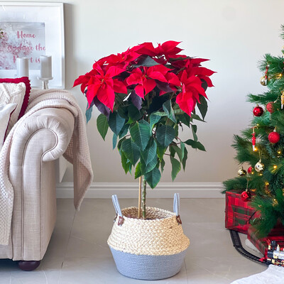 Poinsettia Topiary In Basket