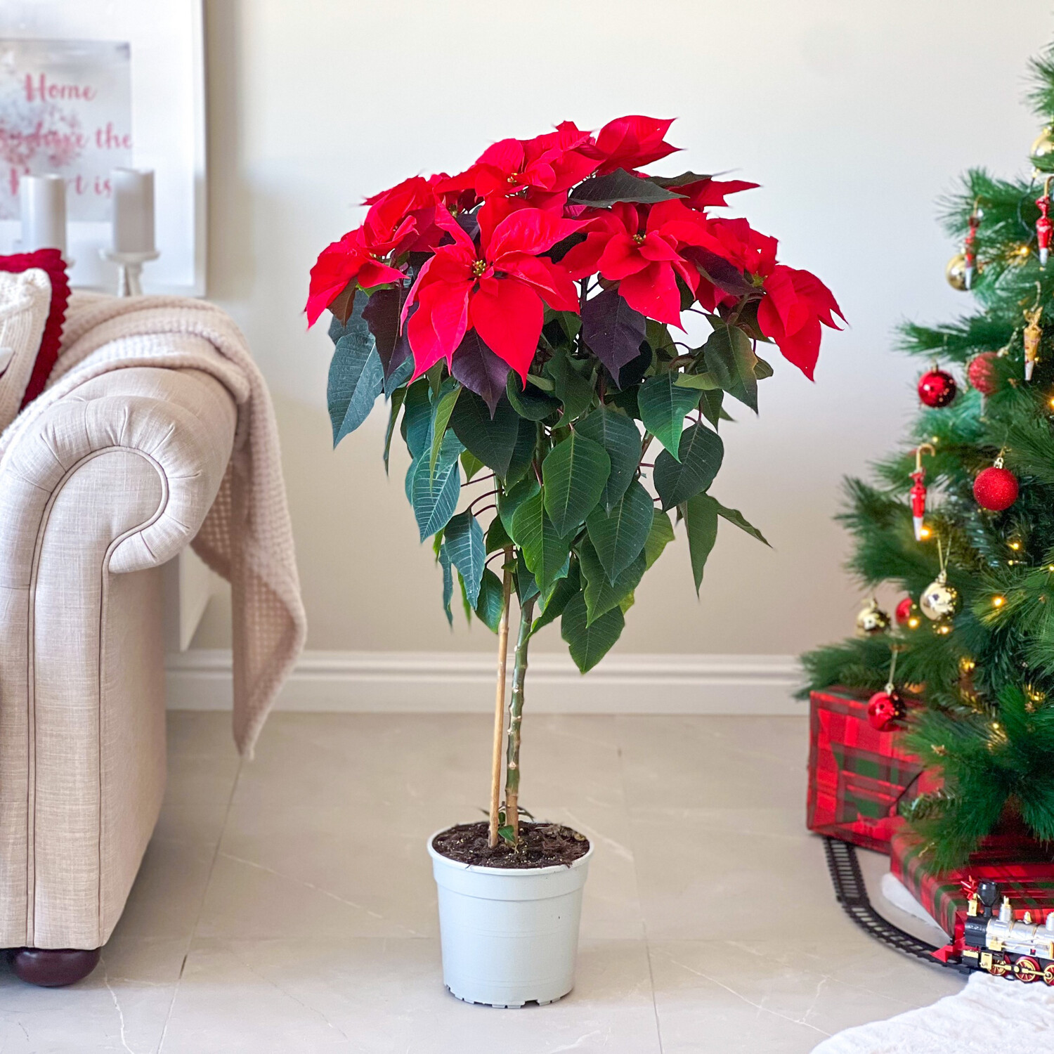 Poinsettia Topiary