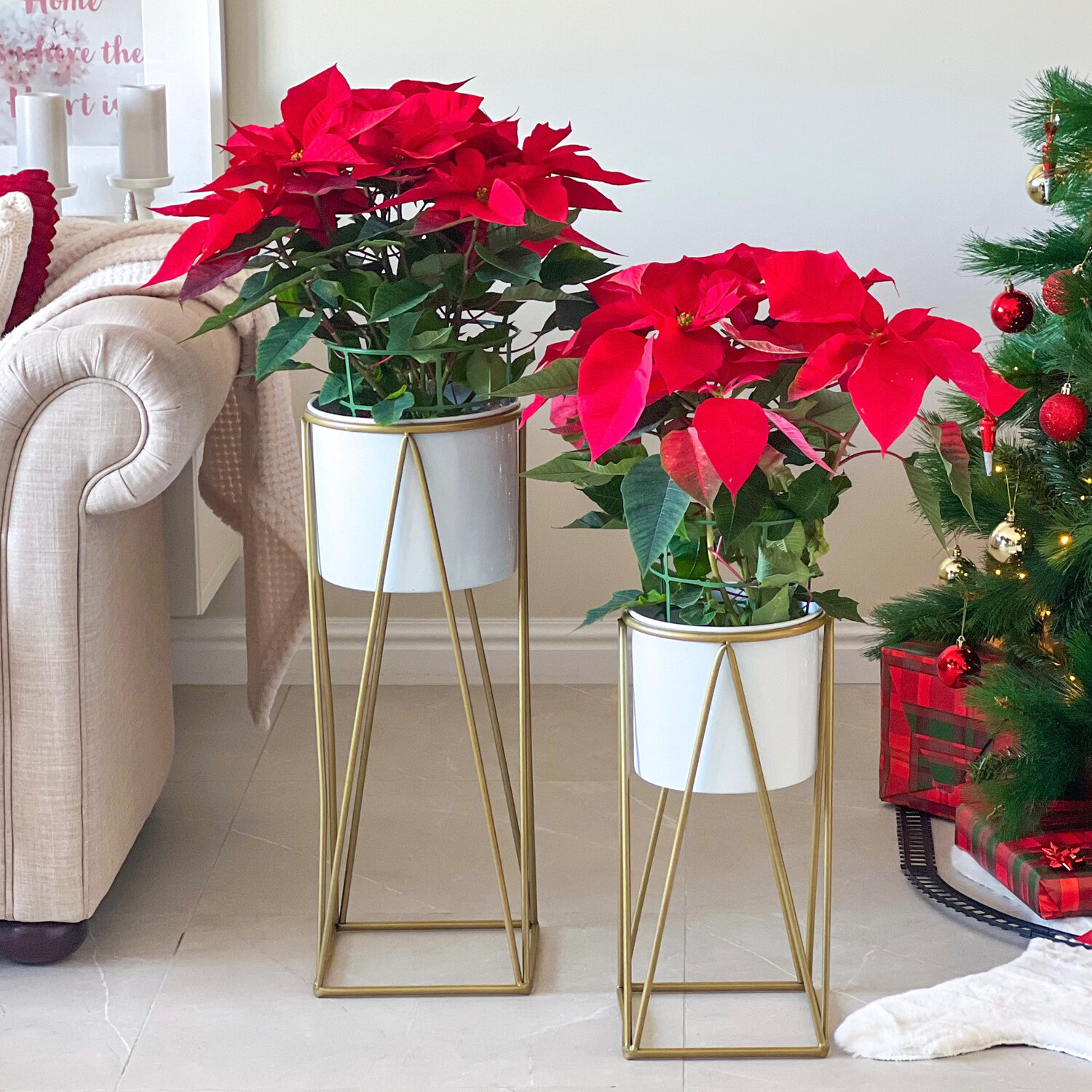 Poinsettia Standing Tall