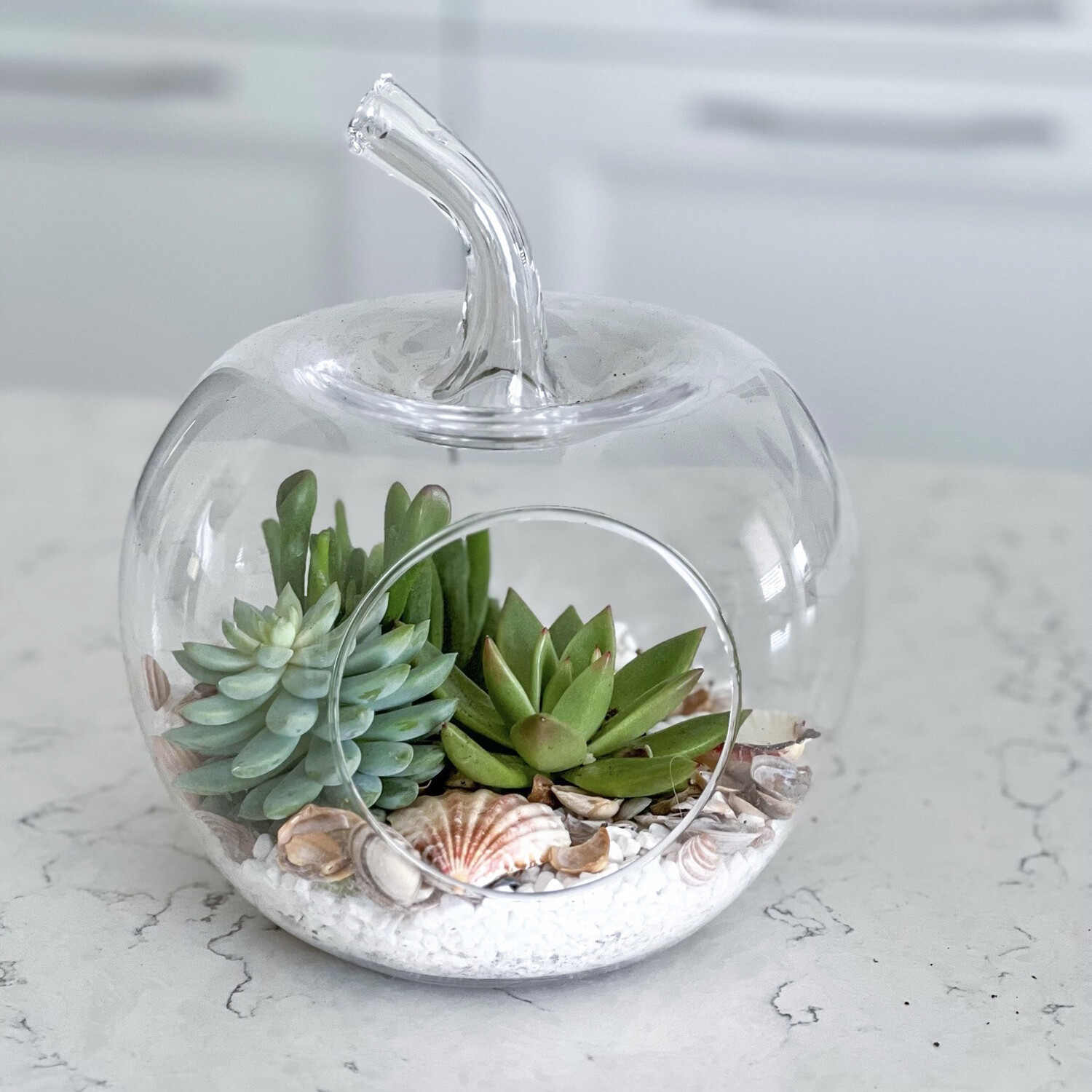 Plant Gift Apple Succulent Terrarium