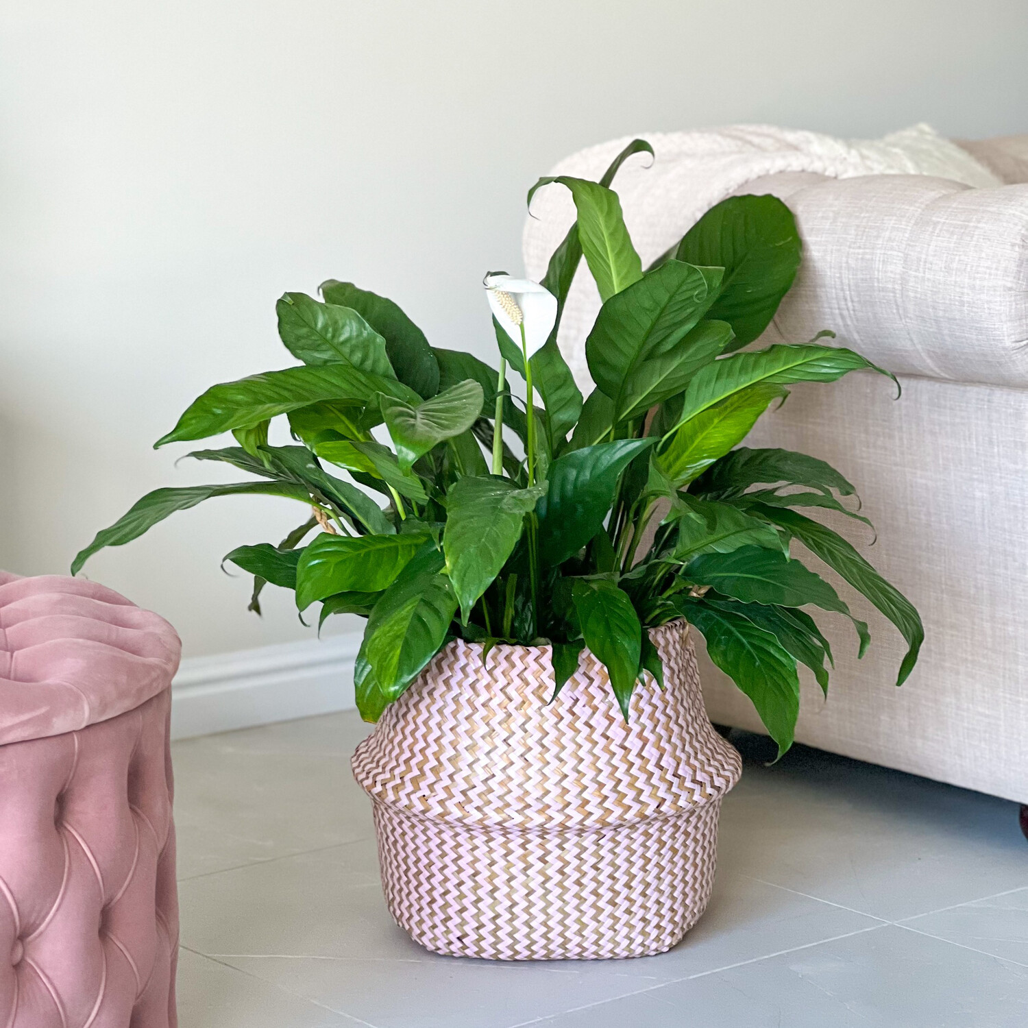 Peace Lily In Basket