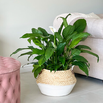 Peace Lily In Basket