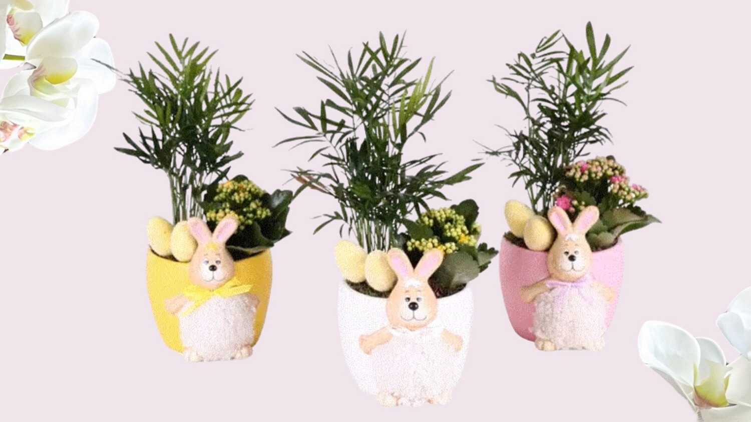 Plant Gift Easter Bunny Plant