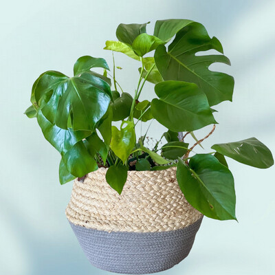 Monstera In Basket