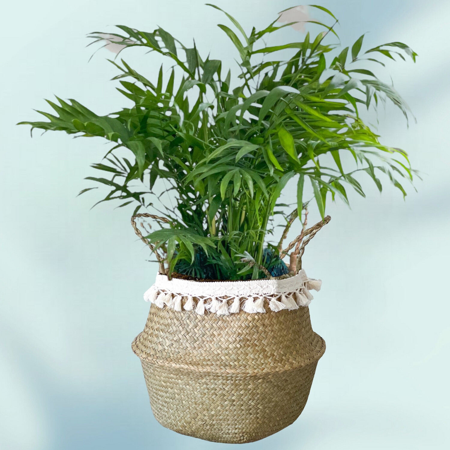Chamadorea In Basket