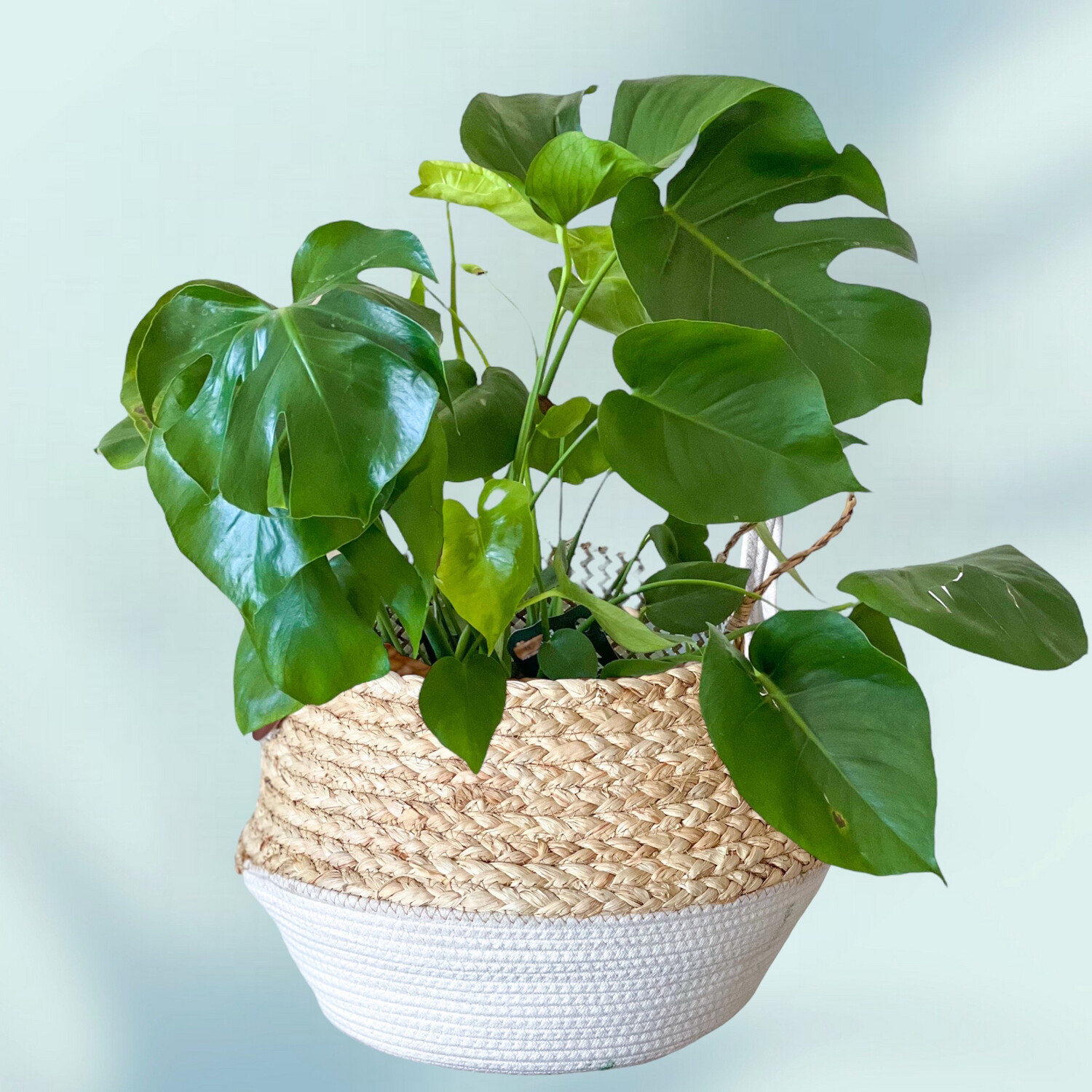 Monstera In Basket