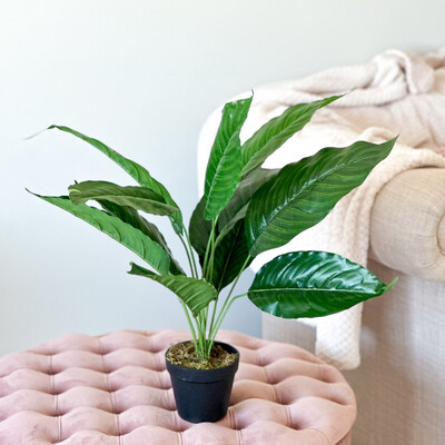 Aspidistra (Artificial)