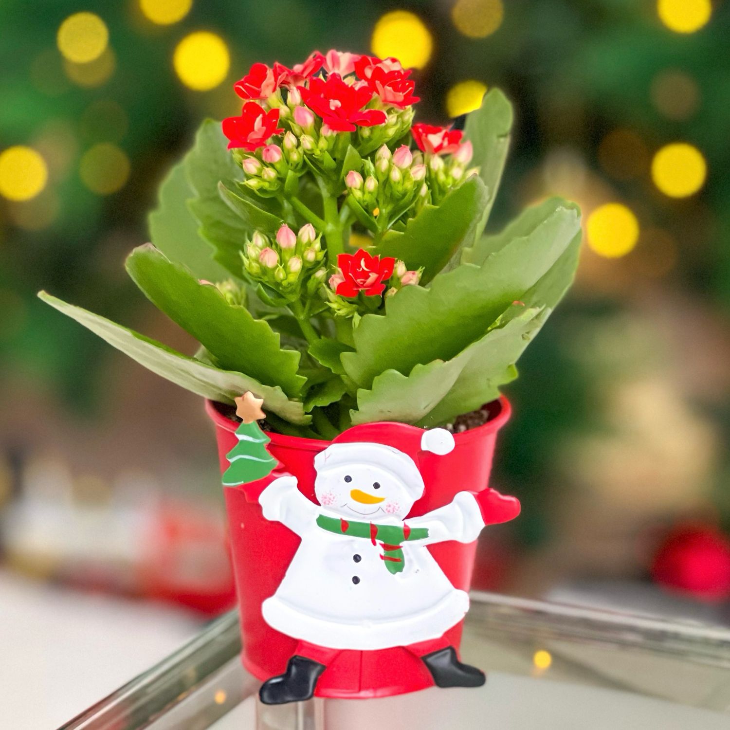 Mini Merry Kalanchoe