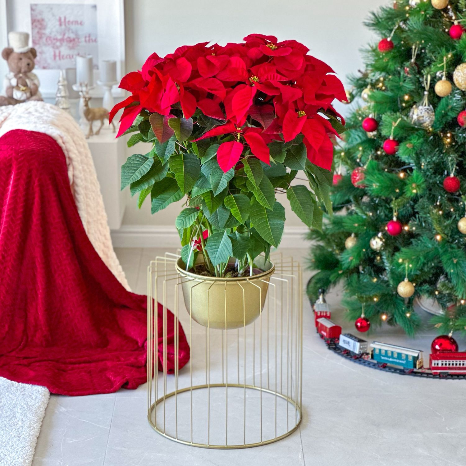 Poinsettia Magnifica