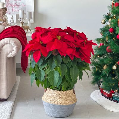 Poinsettia In Basket