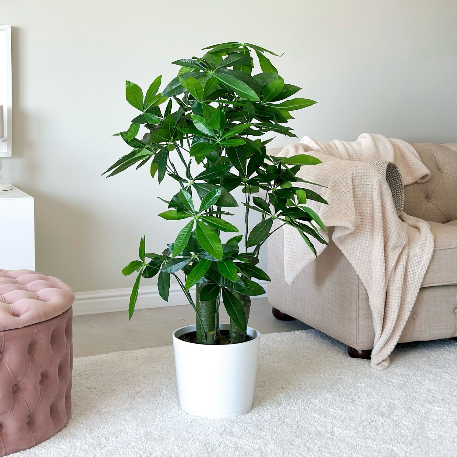 Fortune Plant In Pot (Artificial) Fortune Plant In Pot (Artificial)