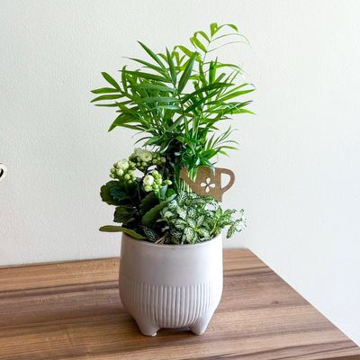 Papa’s Plant Garden