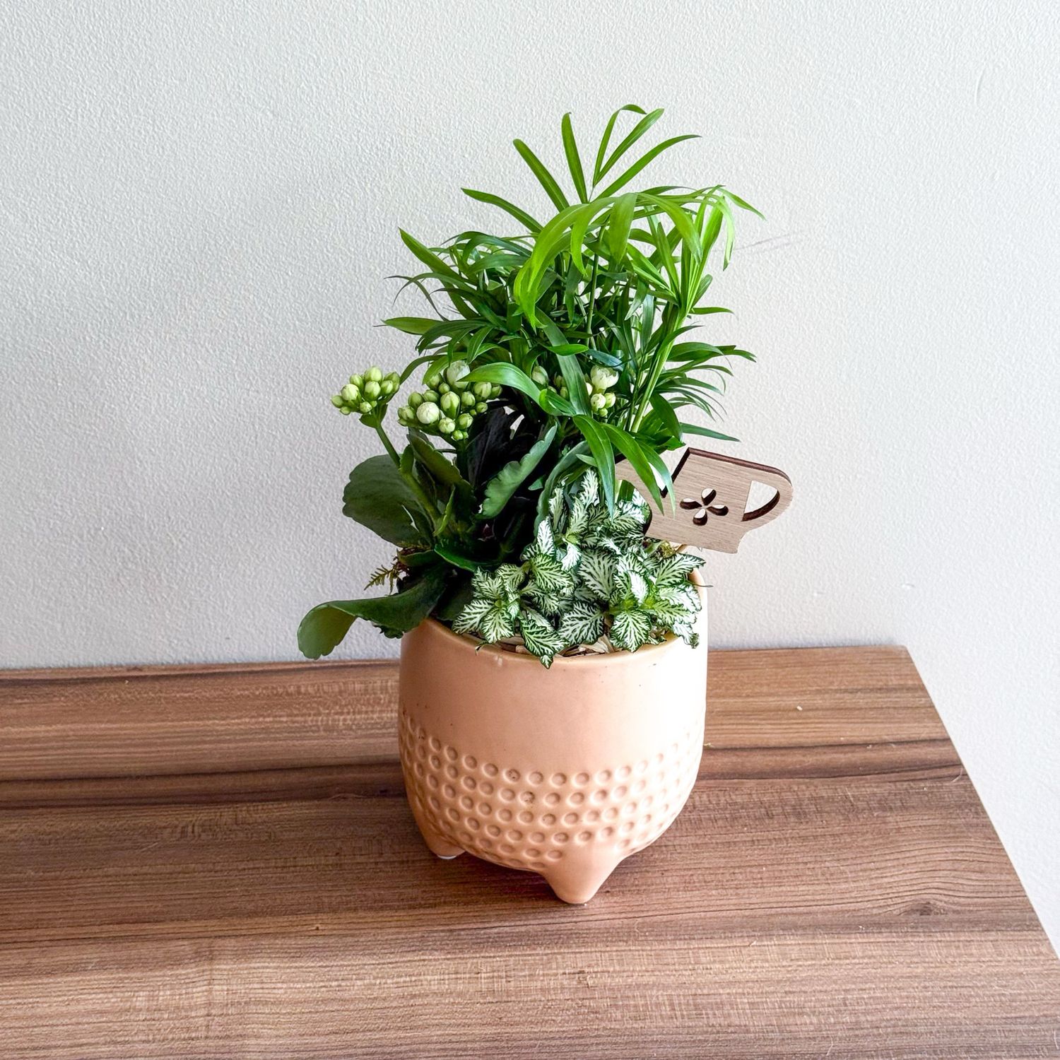 Teacher’s Plant Garden, Select your option: Beige