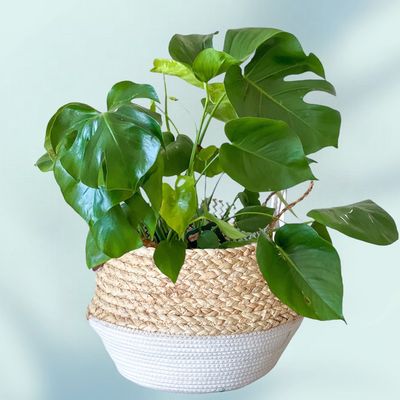 Monstera In Basket
